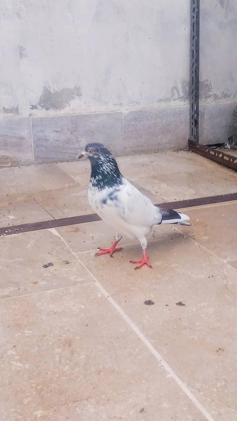 High flyer pigeon kabli kabootar kasuri teddy golden kamaggar 3