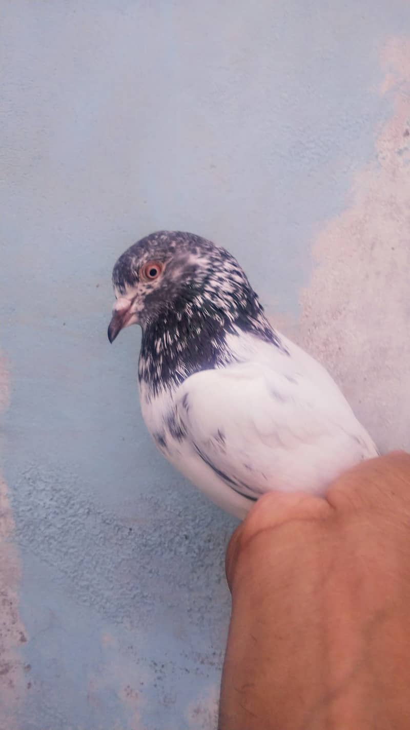 High flyer pigeon kabli kabootar kasuri teddy golden kamaggar 4