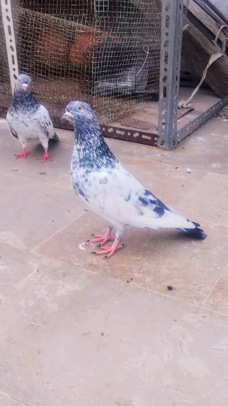 High flyer pigeon kabli kabootar kasuri teddy golden kamaggar 5