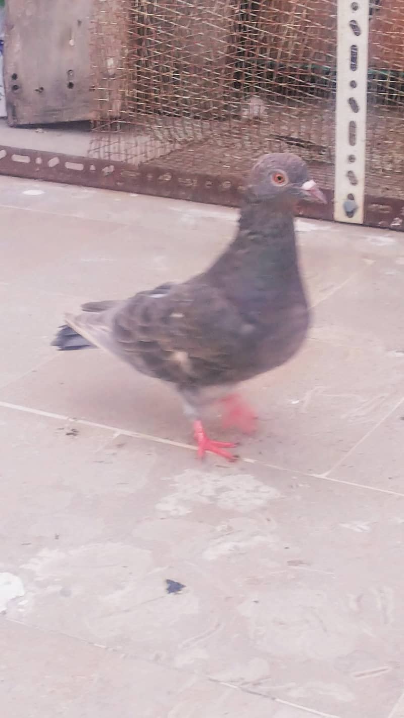 High flyer pigeon kabli kabootar kasuri teddy golden kamaggar 6