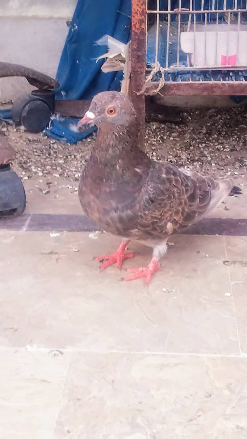 High flyer pigeon kabli kabootar kasuri teddy golden kamaggar 7