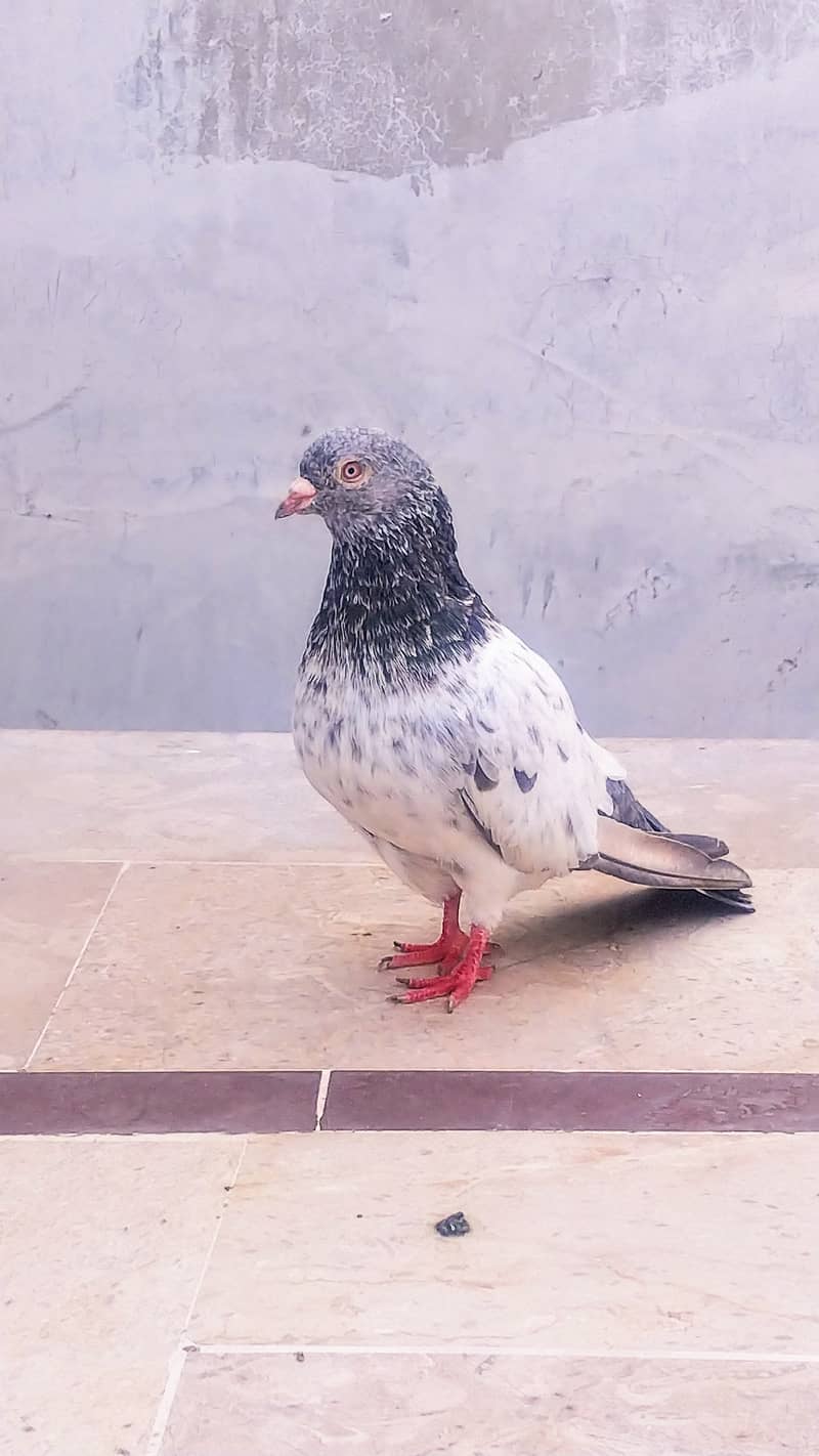 High flyer pigeon kabli kabootar kasuri teddy golden kamaggar 8