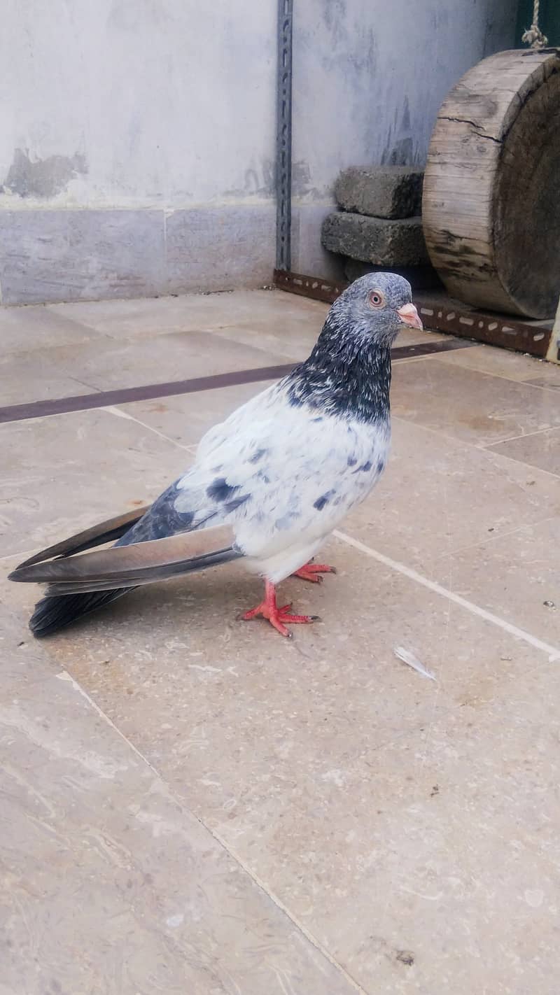 High flyer pigeon kabli kabootar kasuri teddy golden kamaggar 9