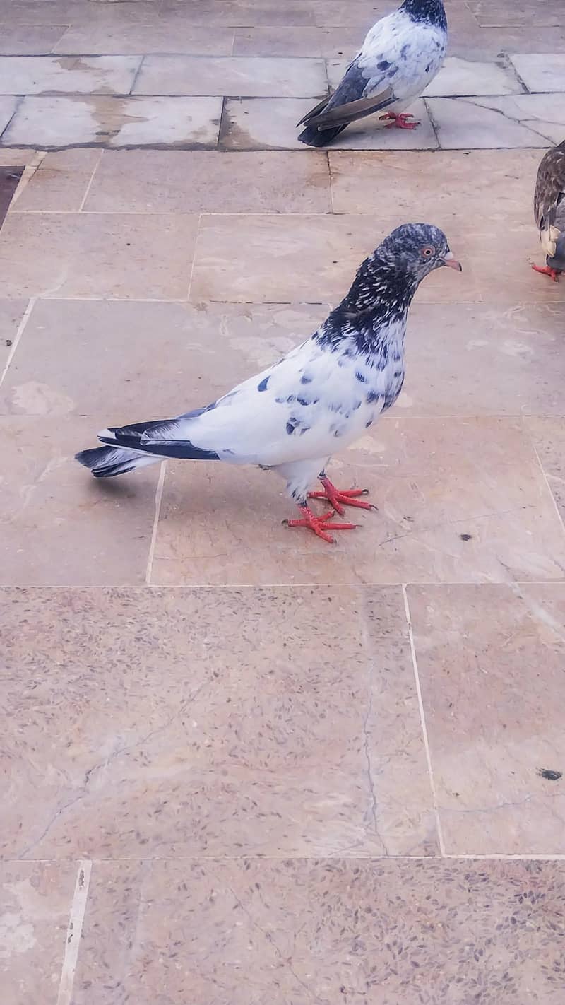 High flyer pigeon kabli kabootar kasuri teddy golden kamaggar 10