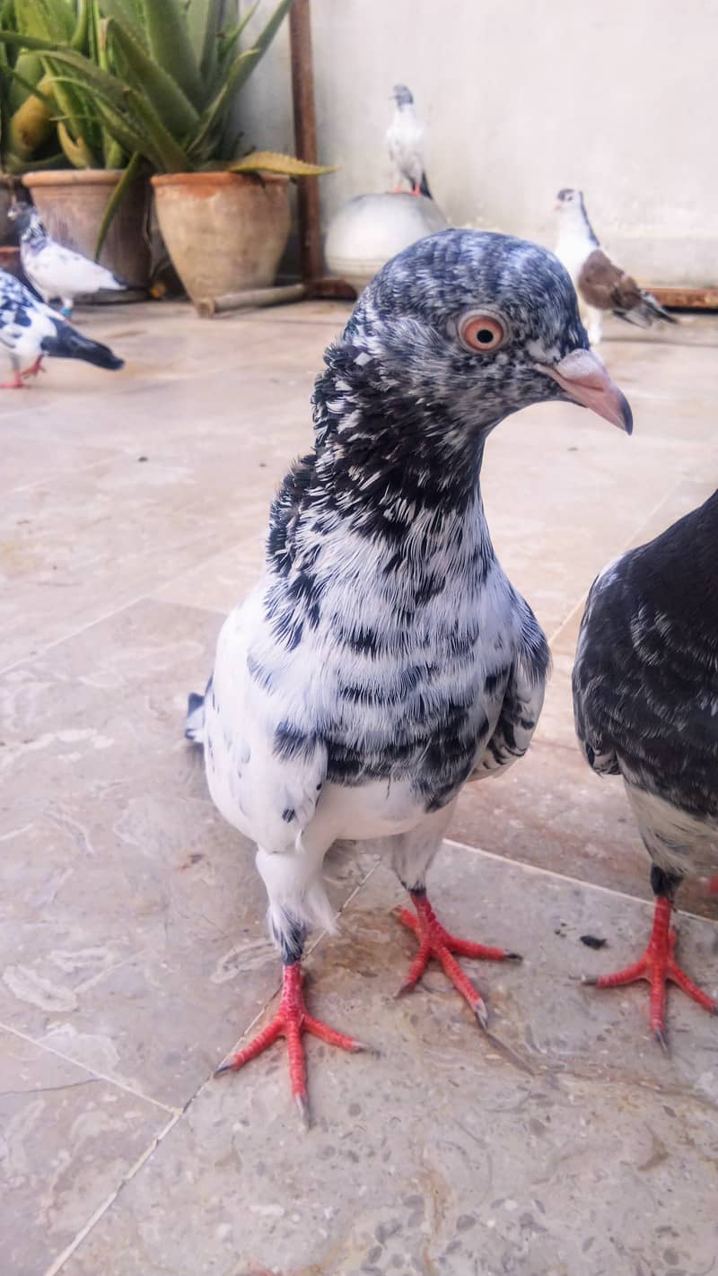 High flyer pigeon kabli kabootar kasuri teddy golden kamaggar 12