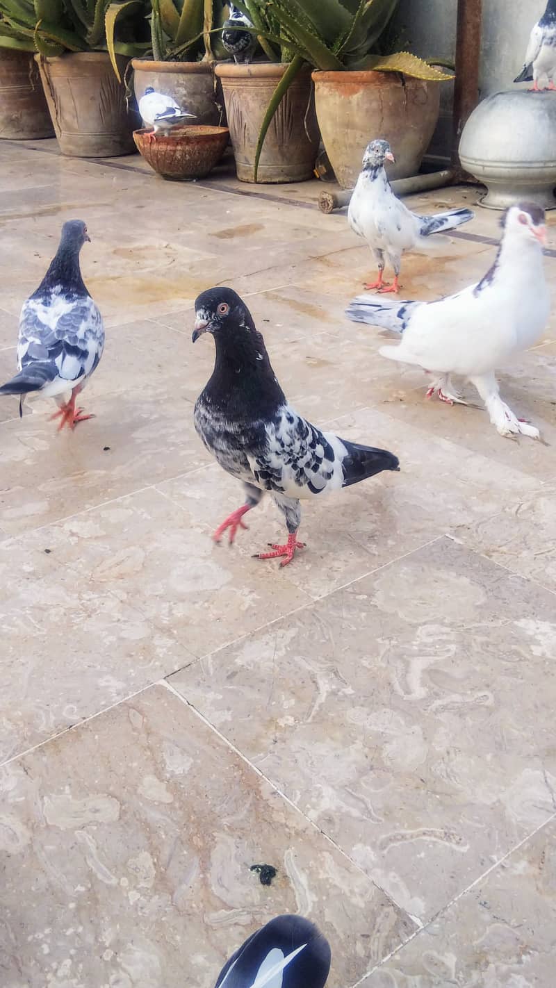 High flyer pigeon kabli kabootar kasuri teddy golden kamaggar 13