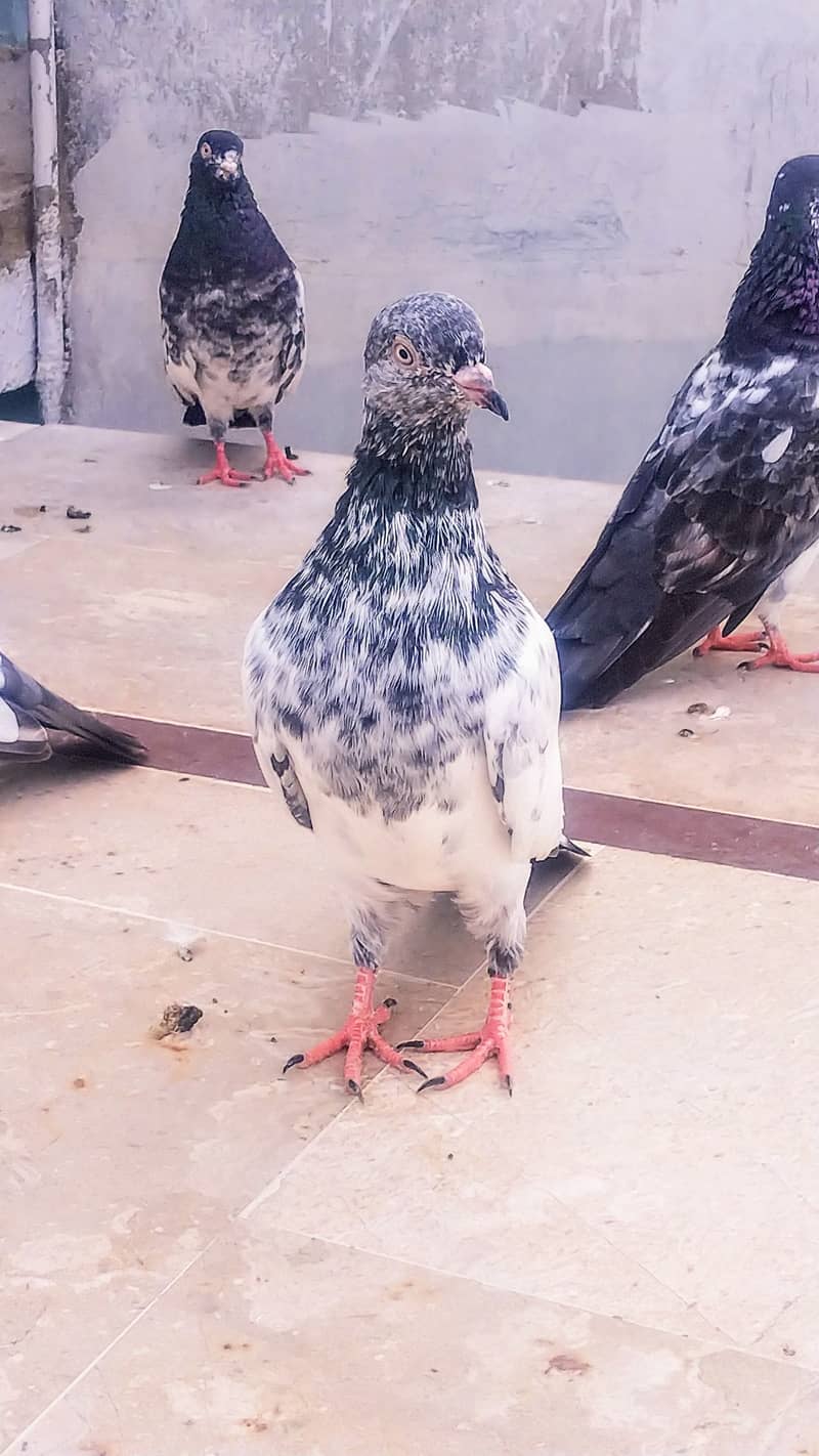 High flyer pigeon kabli kabootar kasuri teddy golden kamaggar 14