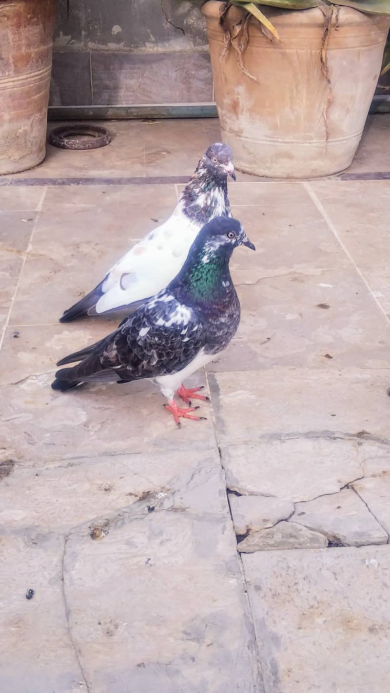 High flyer pigeon kabli kabootar kasuri teddy golden kamaggar 16