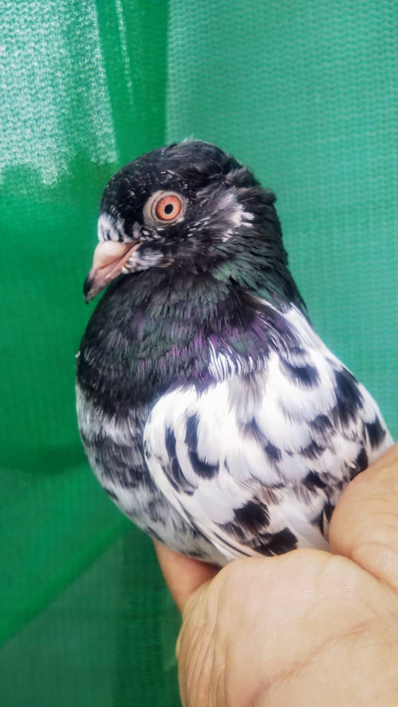 High flyer pigeon kabli kabootar kasuri teddy golden kamaggar 17