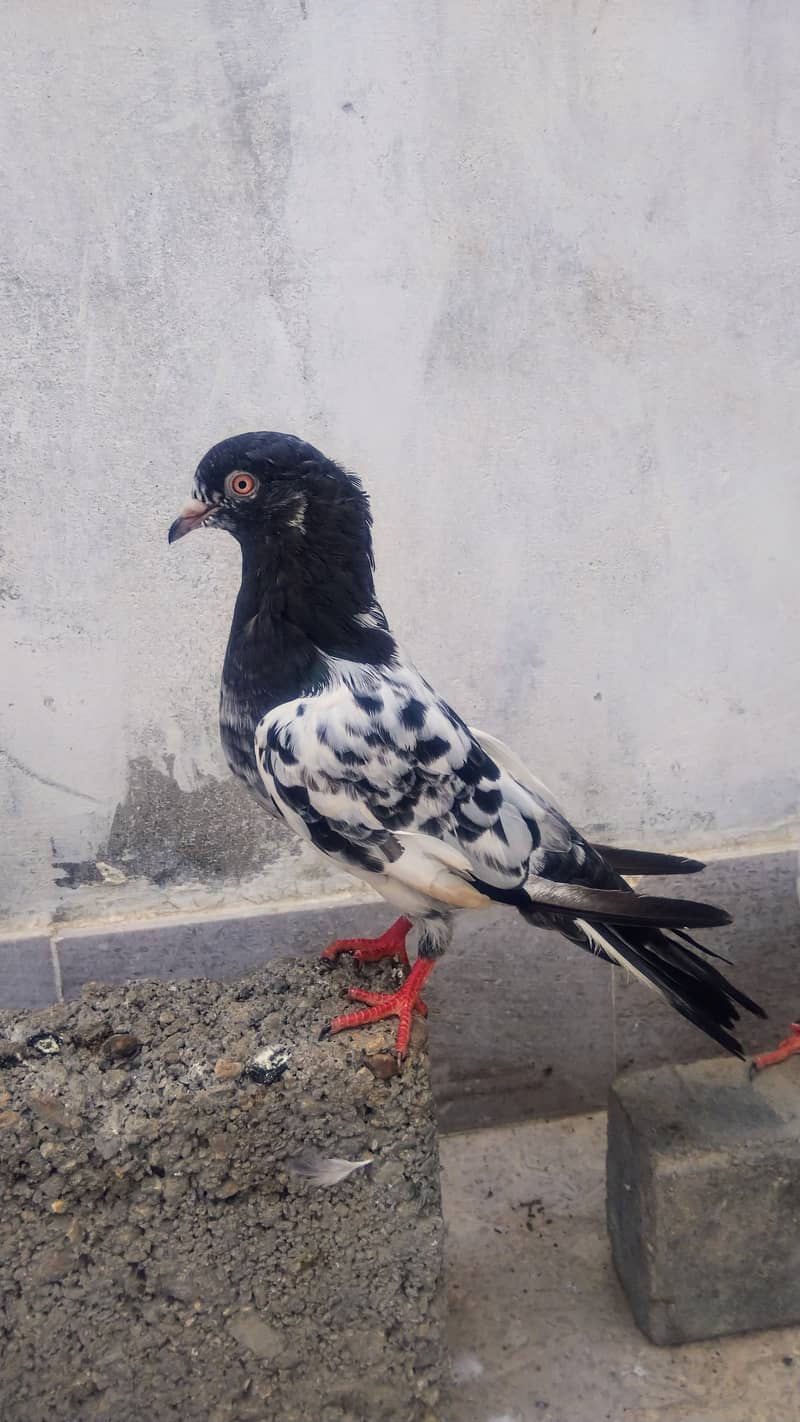 High flyer pigeon kabli kabootar kasuri teddy golden kamaggar 18