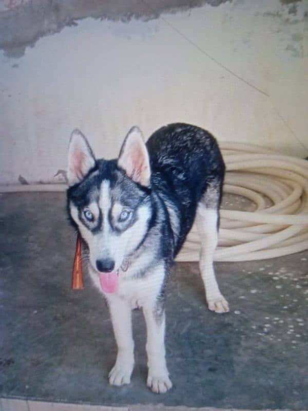 Siberian husky dog contact number 03105264254 0