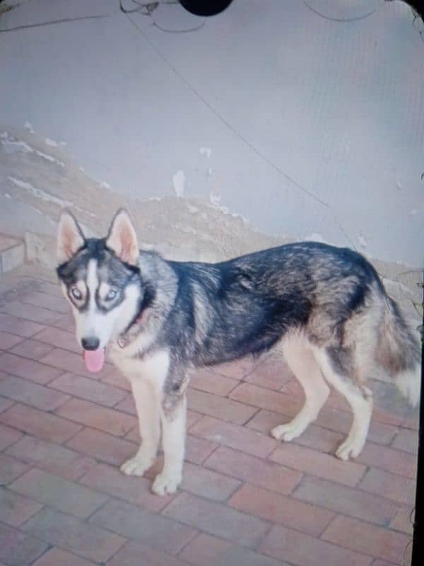 Siberian husky dog contact number 03105264254 1