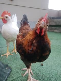 2 rooster urgently sale