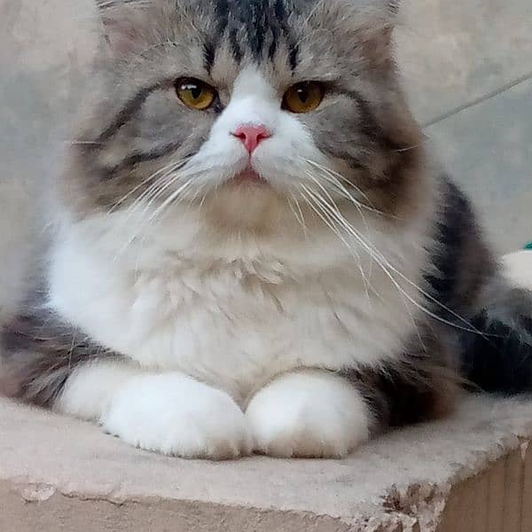 persian cats 1