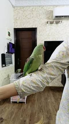 tammed parrot pair