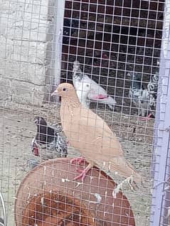 Fancy pigeon