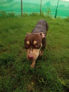 American bully female chocolate TRI color