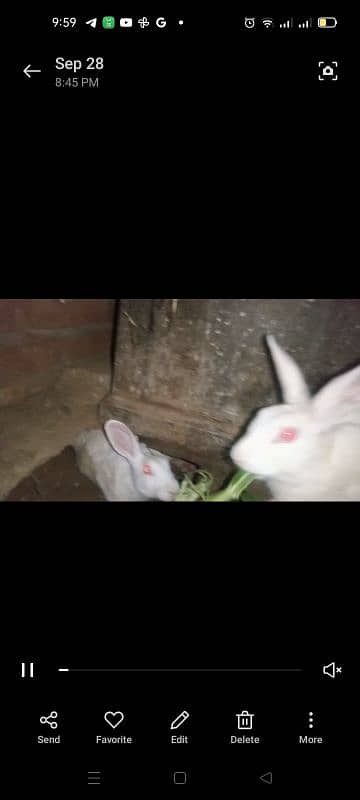 Rabbit Pair 1