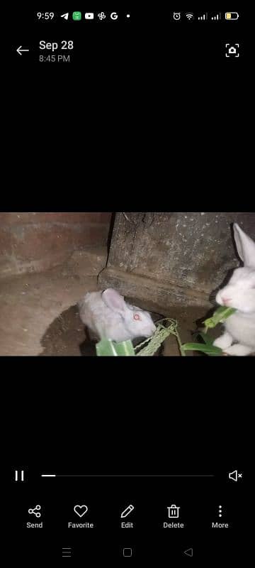 Rabbit Pair 2