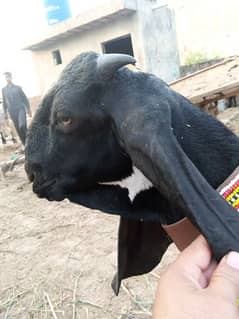 Bakra for sale in Lahore