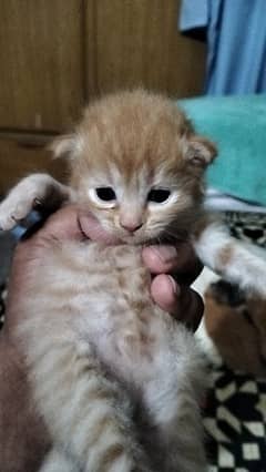 Persian kitten@ kitten @ cat@ Perisan cat@ Siamese @ odd eye@ blue eye