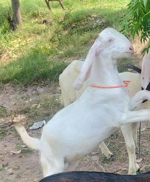 Rajanpuri goat for sale 3