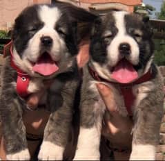 king alabai pair dog Male and female age 2month for sale