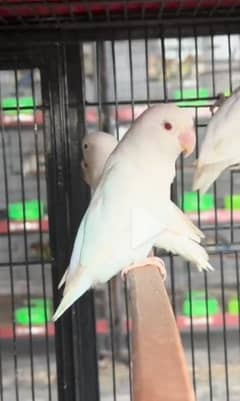 Some love birds breeder pair