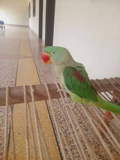 Parrot birthday qatar ta