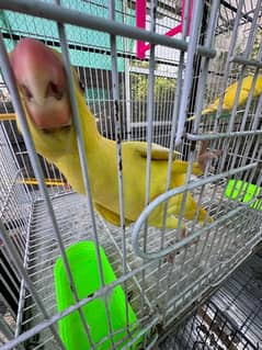 yellow kathay semi tame female with DNA