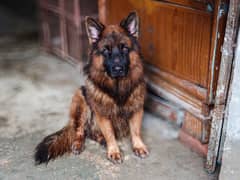 German Shepherd Male Dog