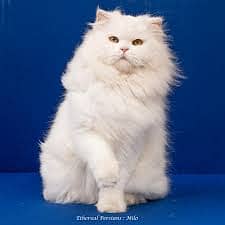 Doll face white persian cat