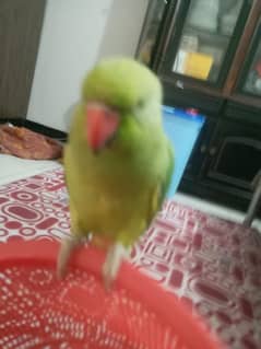 HAND TAMED TALKING PARROTS (PAIR)