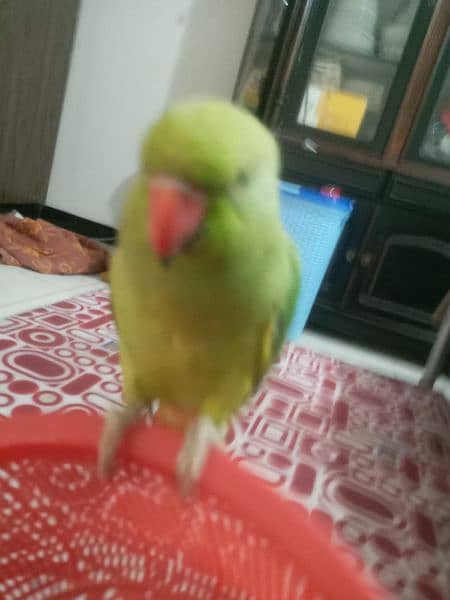 HAND TAMED TALKING PARROTS (PAIR) 0