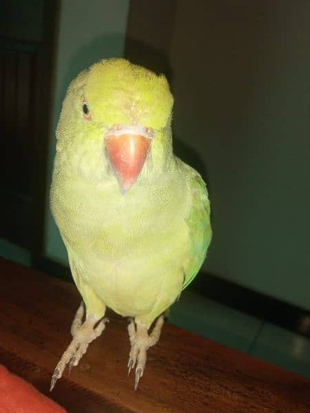 HAND TAMED TALKING PARROTS (PAIR) 1