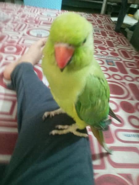 HAND TAMED TALKING PARROTS (PAIR) 2