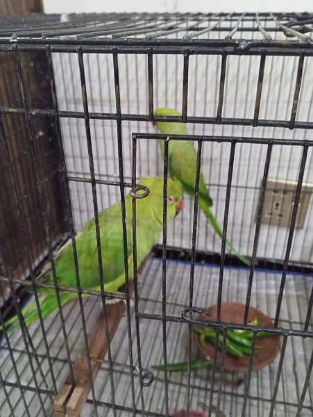 HAND TAMED TALKING PARROTS (PAIR) 3