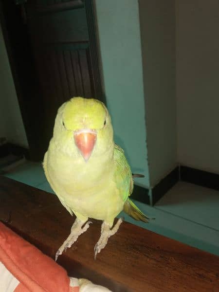 HAND TAMED TALKING PARROTS (PAIR) 4