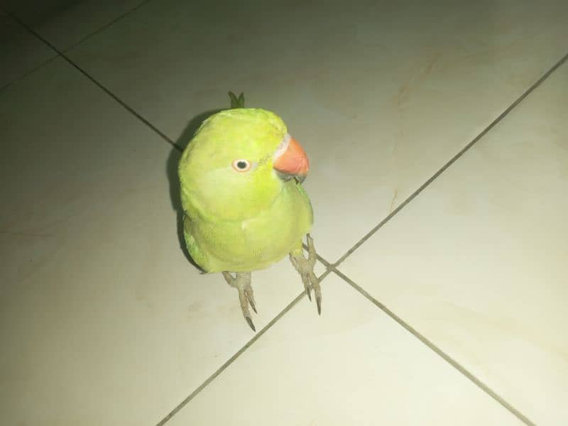 HAND TAMED TALKING PARROTS (PAIR) 5