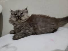 persian cats triple coated