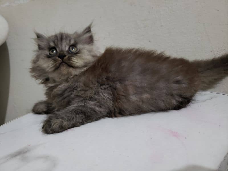 persian cats triple coated 0