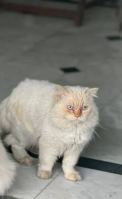 Persian cat