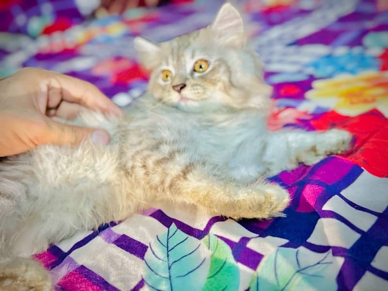 triple coat Persian pair 4 sale 0