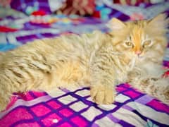 triple coat Persian pair 4 sale