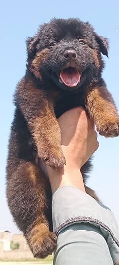 German shepherd puppies for sale / puppy / GSD pup / german shepherd