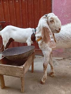 Pure Makhi Cheena bakra kid for sale