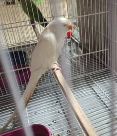 White Ringneck breeder female 2 saal age Ready to breed 0