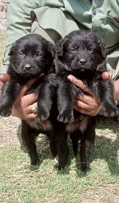 Shepherd black mass double coat puppy pair 2 available for sale