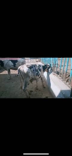 Freezian cow for sale