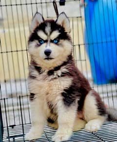 Siberian Husky Male /Female Puppies